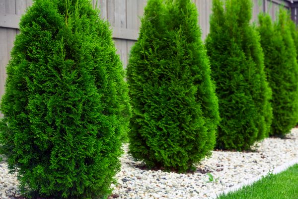 Arborvitae Planting in Sarasota