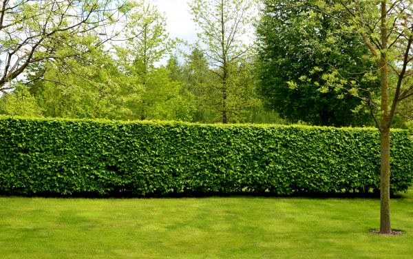 Hedge Planting in Sarasota