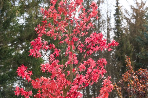 Japanese Maple Planting in Sarasota