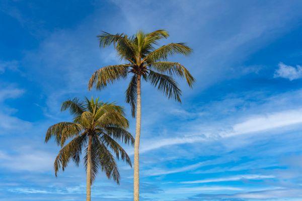 Palm Tree Planting in Sarasota