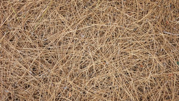 Pine Needles Delivery in Sarasota