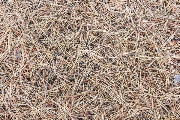 Pine Straw Installation in Sarasota