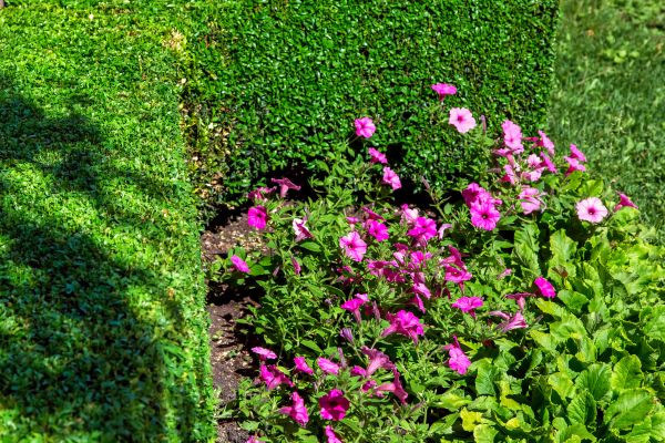 Softscaping Service in Sarasota