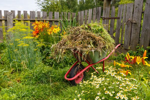 Garden Cleanup Service in Sarasota