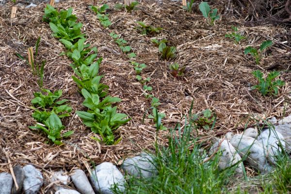 Mulch Service in Sarasota