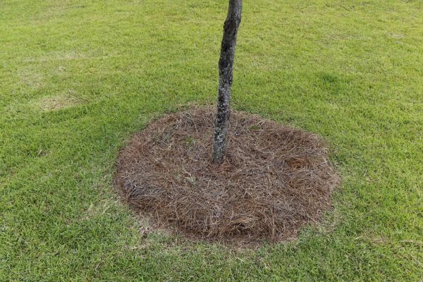 Pine Straw Spreading in Sarasota
