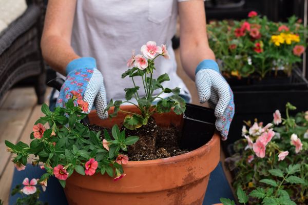 Plant Care Service in Sarasota