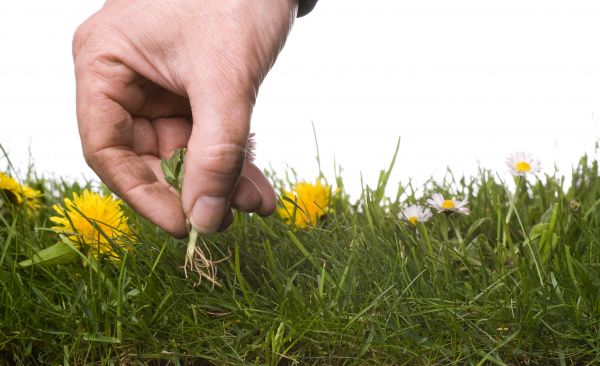 Lawn Weeding in Sarasota
