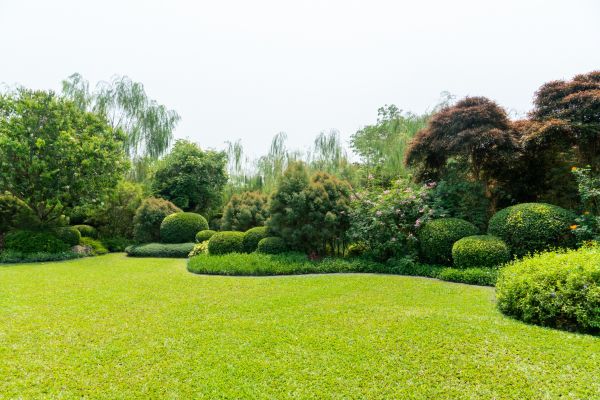 Tree Landscaping in Sarasota