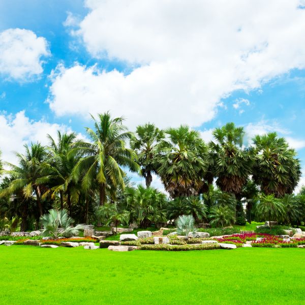 Tropical Landscaping in Sarasota