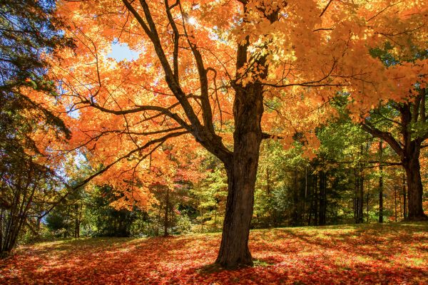 Maple Tree Planting in Sarasota
