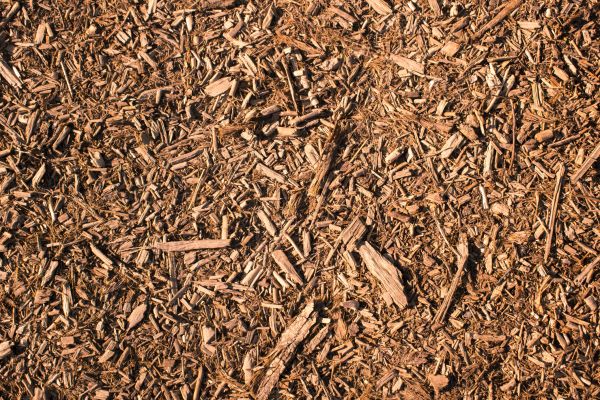 Wood Chips Removal in Sarasota