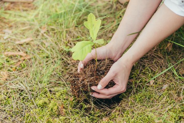 Oak Tree Planting in Sarasota