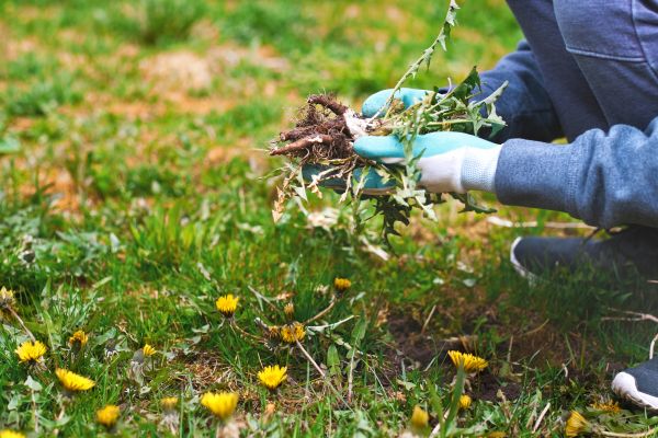 Flower Bed Clearing in Sarasota