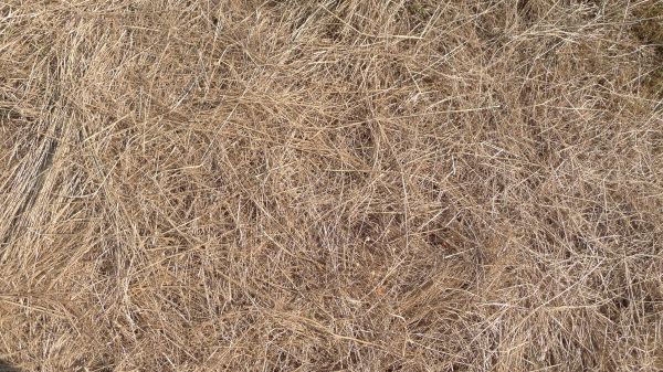 Pine Straw Replacement in Sarasota