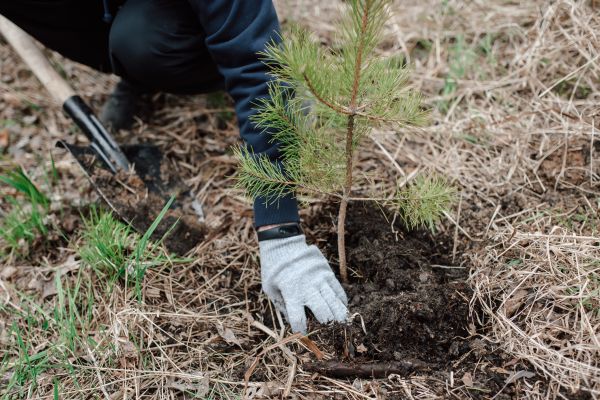 Pine Tree Planting in Sarasota