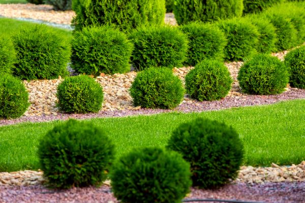 Bush Replacement in Sarasota