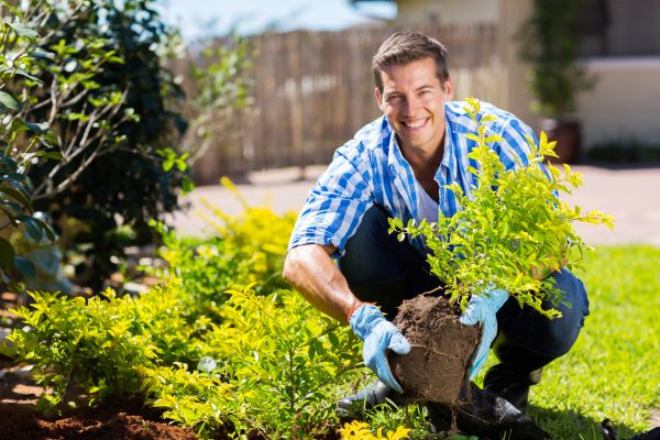 Shrub Landscaping in Sarasota