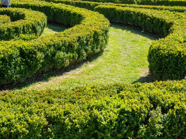 Bush Landscaping in Sarasota