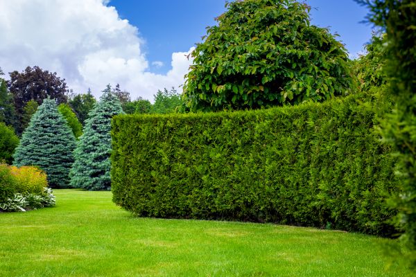 Hedge Landscaping in Sarasota