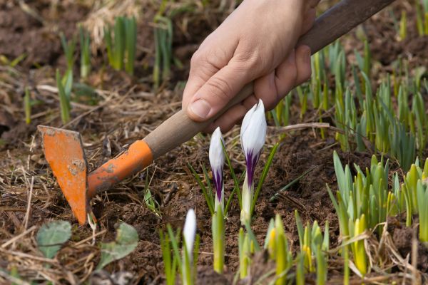 Flower Garden Weeding in Sarasota