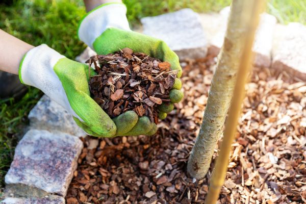 Tree Bark Delivery in Sarasota