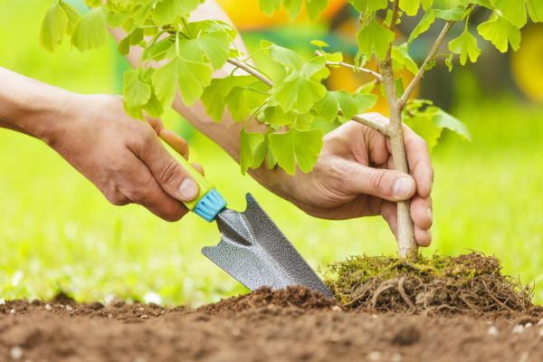 Fruit Tree Planting in Sarasota