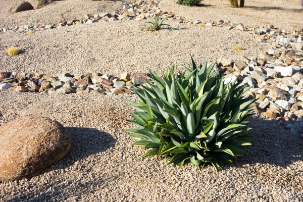 Xeriscaping Service in Sarasota