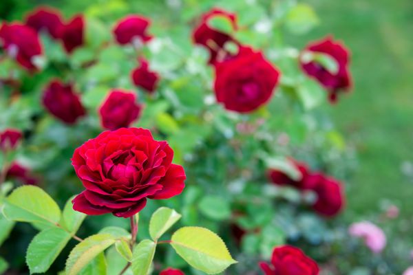 Rose Planting in Sarasota