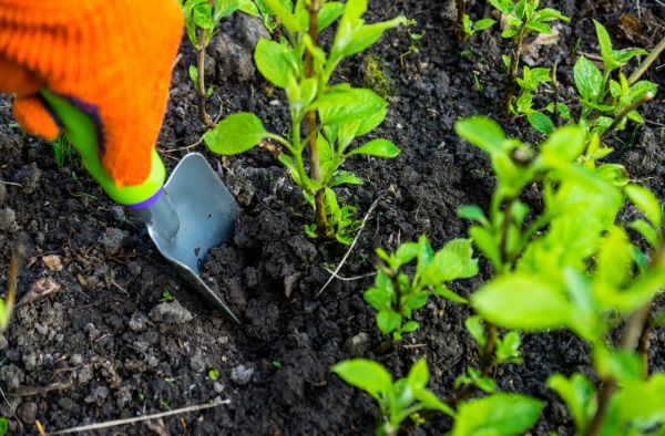 Hydrangea Planting in Sarasota