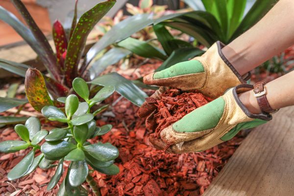 Cedar Mulch Installation in Sarasota