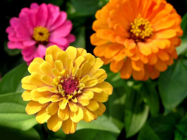 Zinnia Planting in Sarasota