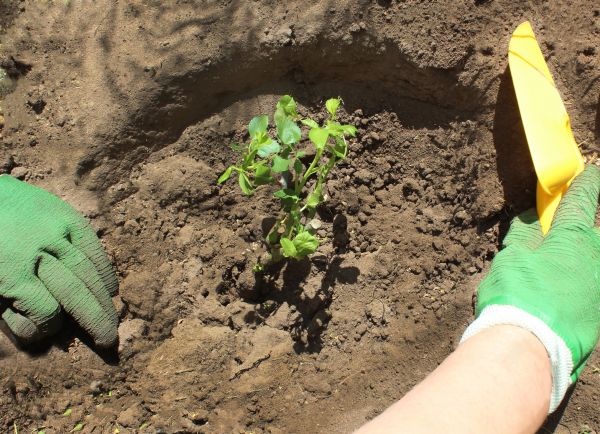 Rose Bush Planting in Sarasota