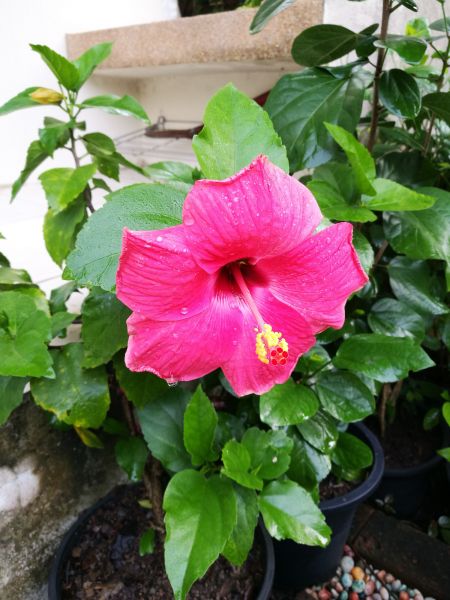 Hibiscus Planting in Sarasota