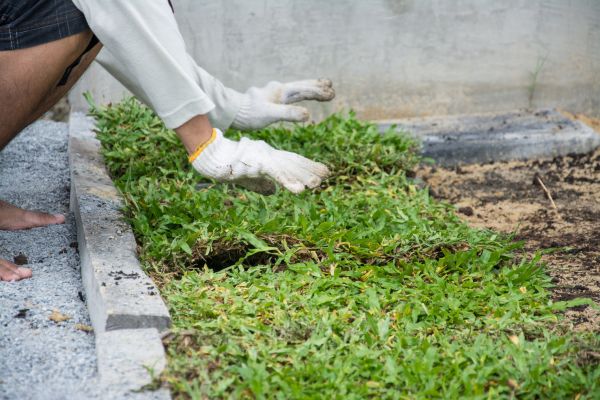 Ground Cover Planting in Sarasota