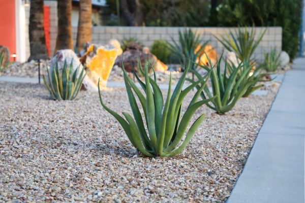 Drought Resistant Landscaping in Sarasota