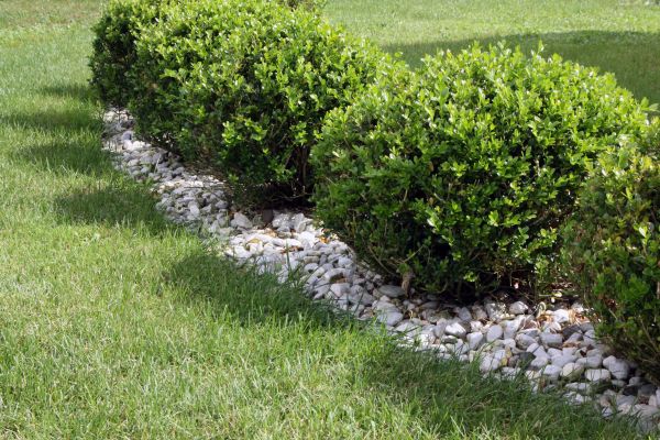 Boxwood Planting in Sarasota