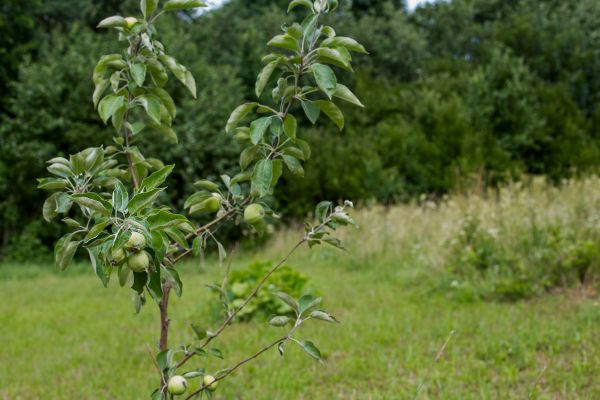 Apple Tree Planting in Sarasota
