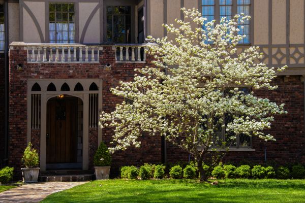 Dogwood Tree Planting in Sarasota
