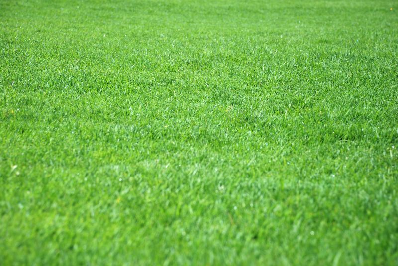 Lawn Erosion Control